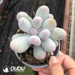Pachyphytum Miko Milk