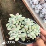 Pachyphytum Oviferum 'Mikadukibijin' Cristata