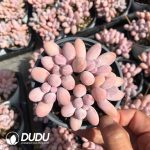 Graptopetalum Glutinous Rice Balls Cluster