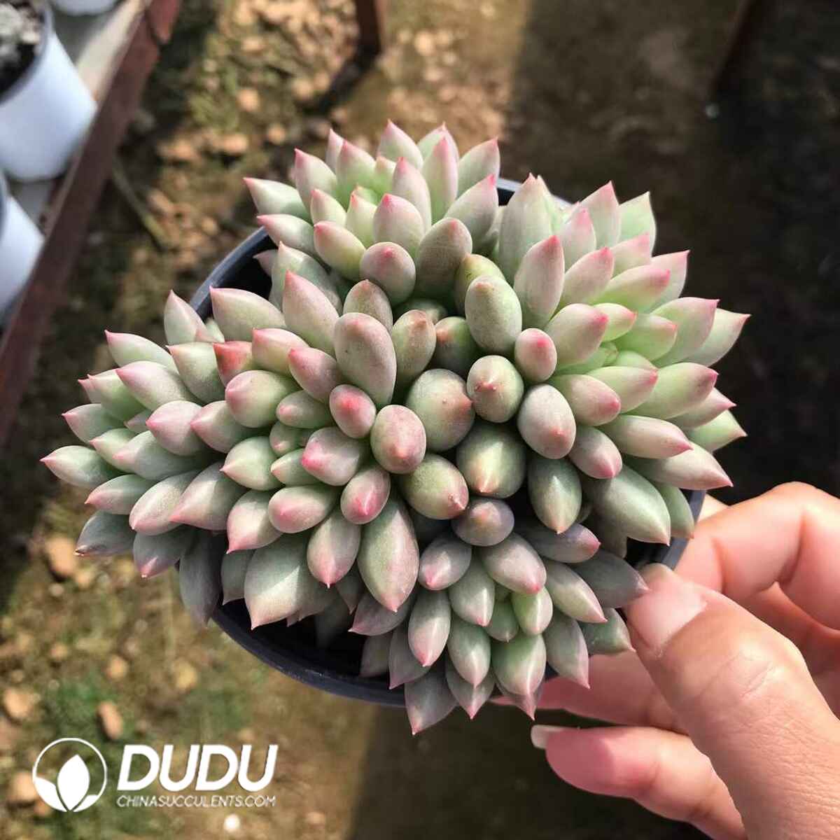 e201-872.jpg Pachyphytum Yanzi Cluster - Image 1