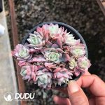Echeveria Rose Queen Variegated Cluster
