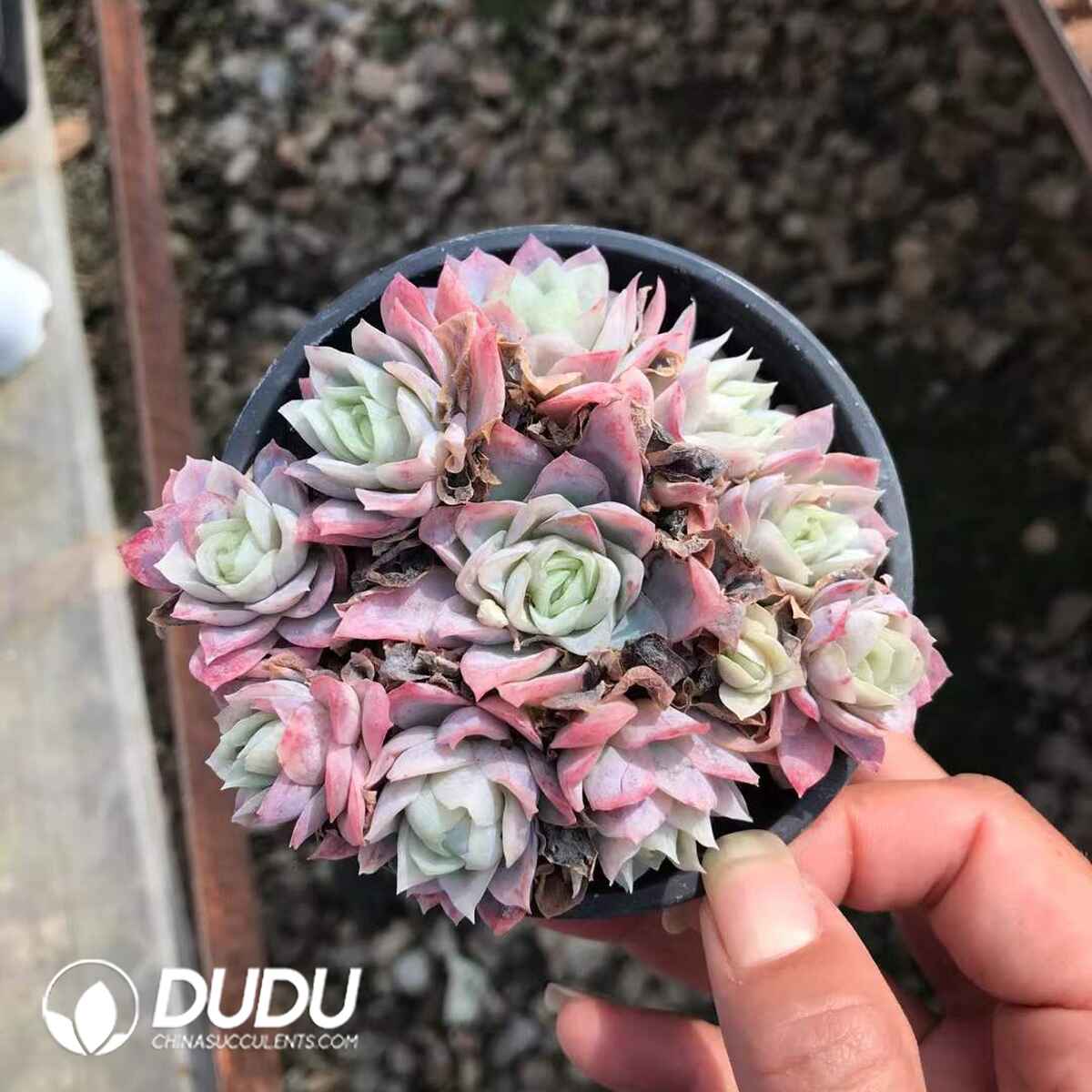 e201-873.jpg Echeveria Rose Queen Variegated Cluster - Image 1