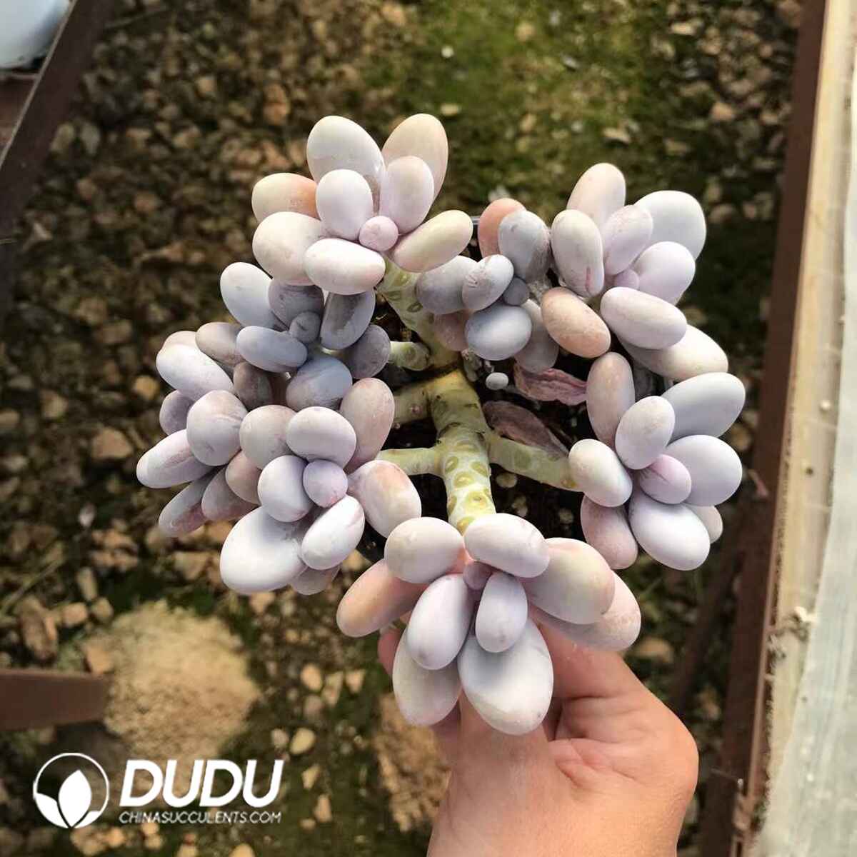 e201-874.jpg Graptopetalum Cheese Cluster - Image 1