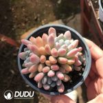 Pachyveria Clavifolia Cluster