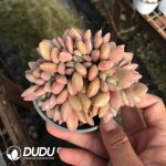 Echeveria Peach Blossom Cristata