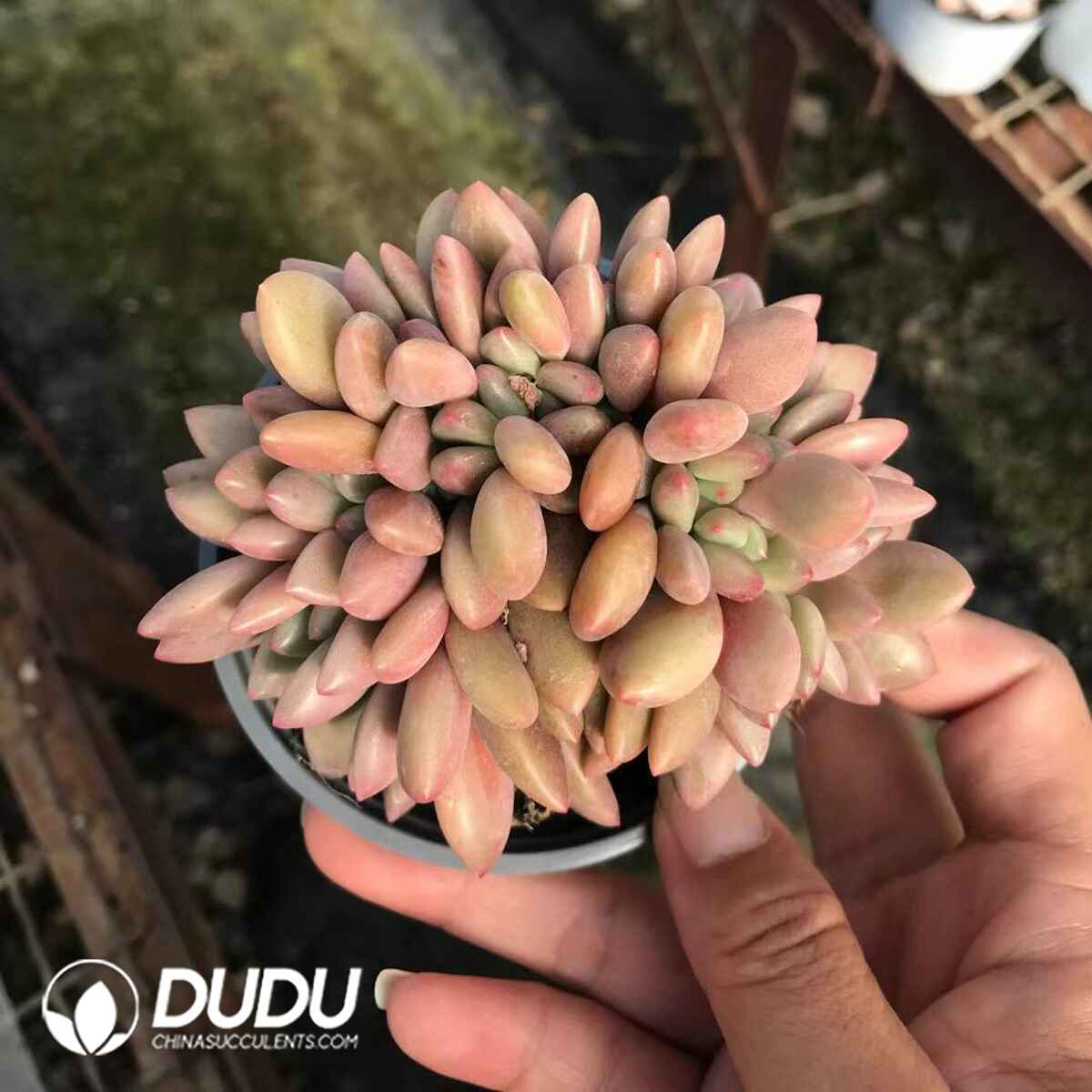 e201-876.jpg Echeveria Peach Blossom Cristata - Image 1