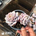 Echeveria Jade Lotus Double Heads