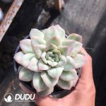 Echeveria Seersucker Dress