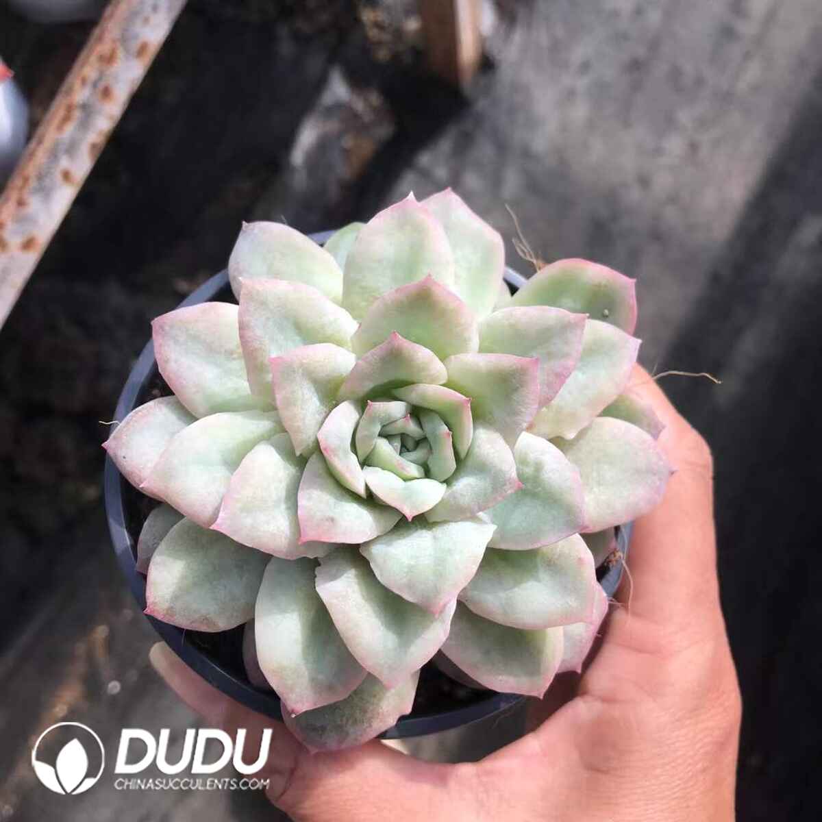 e201-878.jpg Echeveria Seersucker Dress - Image 1