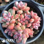 Pachyphytum Perfume Beauty Cluster