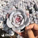 Echeveria Sugar Heart Dream Sonw