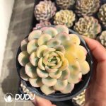 Echeveria Strawberry Ice Variegated
