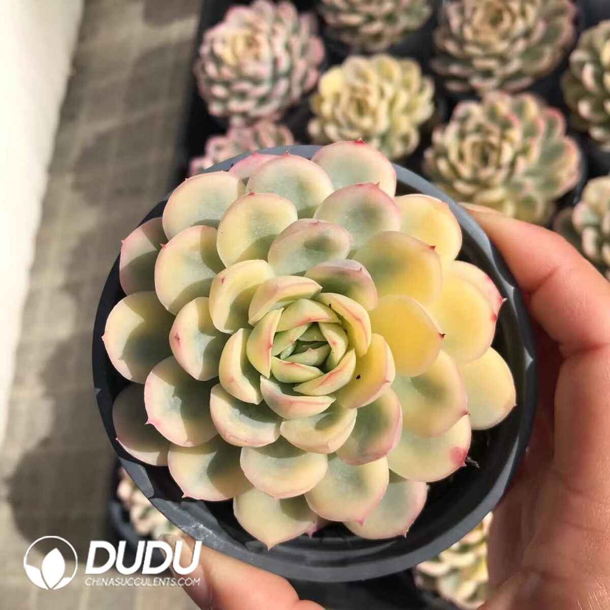 e201-881.jpg Echeveria Strawberry Ice Variegated - Image 1