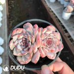 Echeveria Icy Double Heads