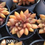 Echeveria Golden Ivory Clustering