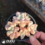 Echeveria Wire Drawing Rain Clustering