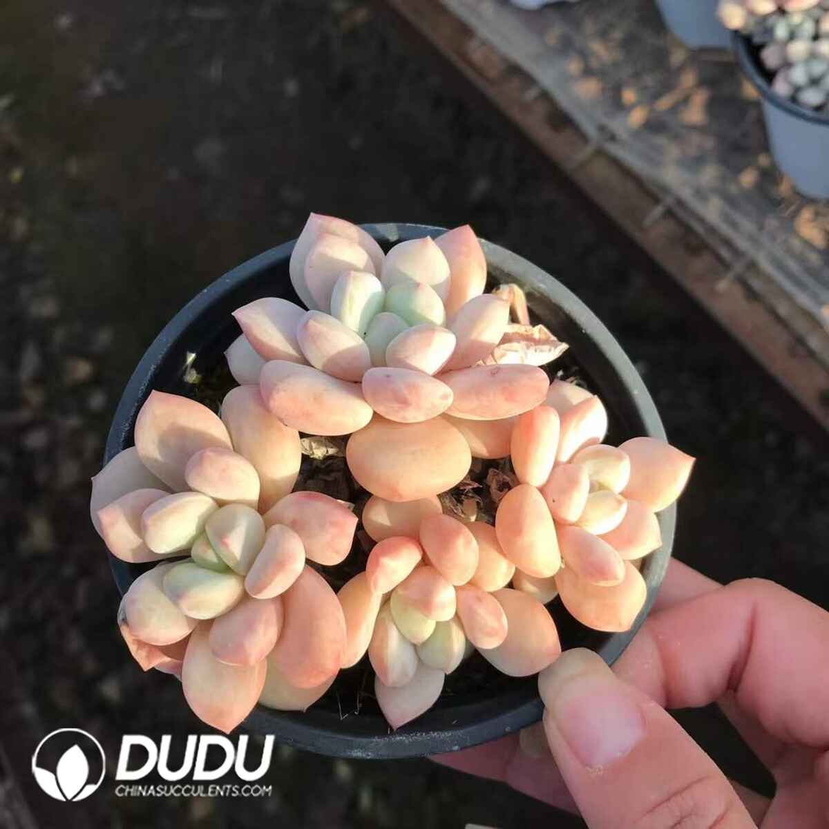 e201-884.jpg Echeveria Wire Drawing Rain Clustering - Image 1