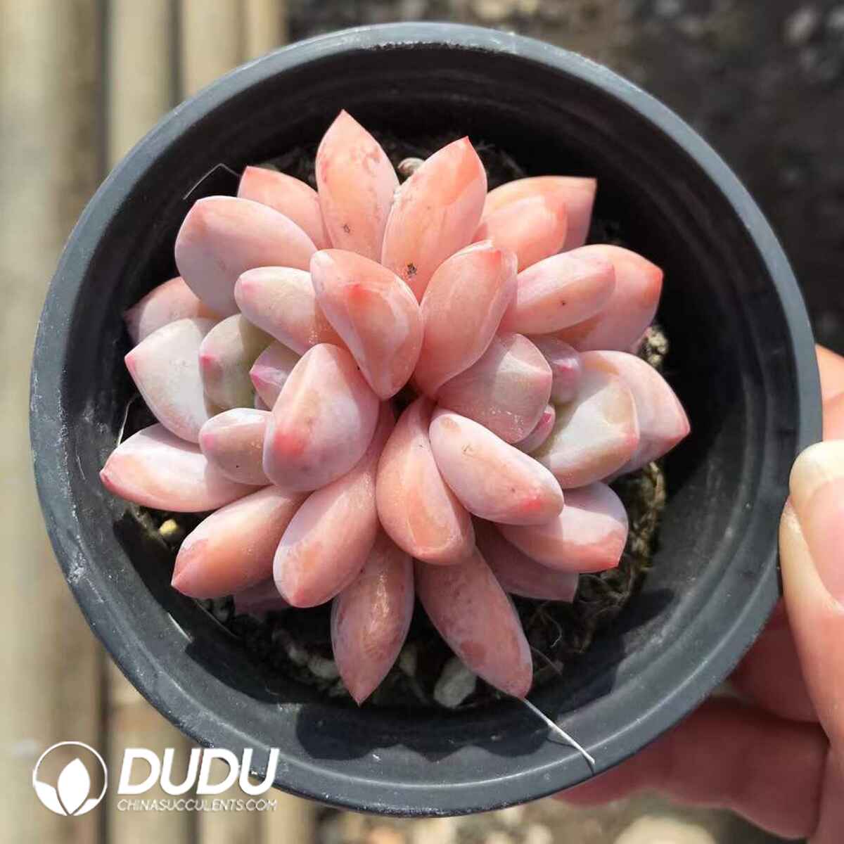 e201-885.jpg Echeveria Orange Double Heads - Image 1