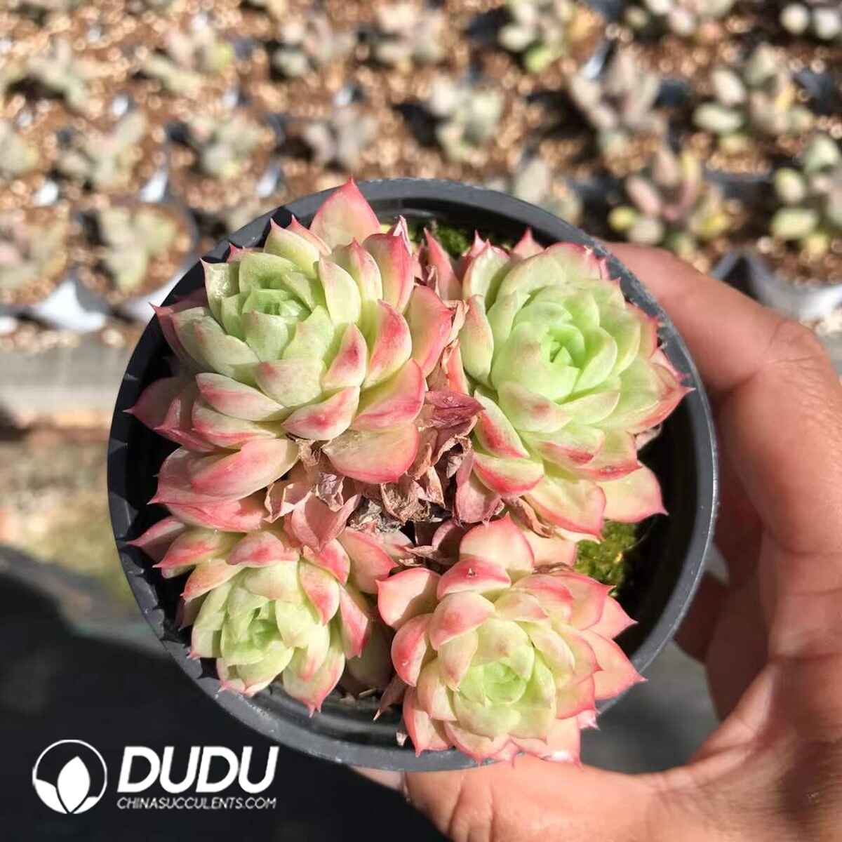 e201-887.jpg Echeveria Lime Chili Variegated Clustering - Image 1