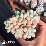 Pachyphytum Xiangyu Clustering