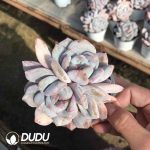 Echeveria Monroe Monstrose Double Heads