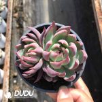 Echeveria Agavoides Casio Double Heads