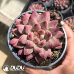 Pachyphytum Red Poppy Beauty