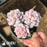 Echeveria Yu Furong Clustering