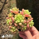 Sedum Yellow Lemon Clustering