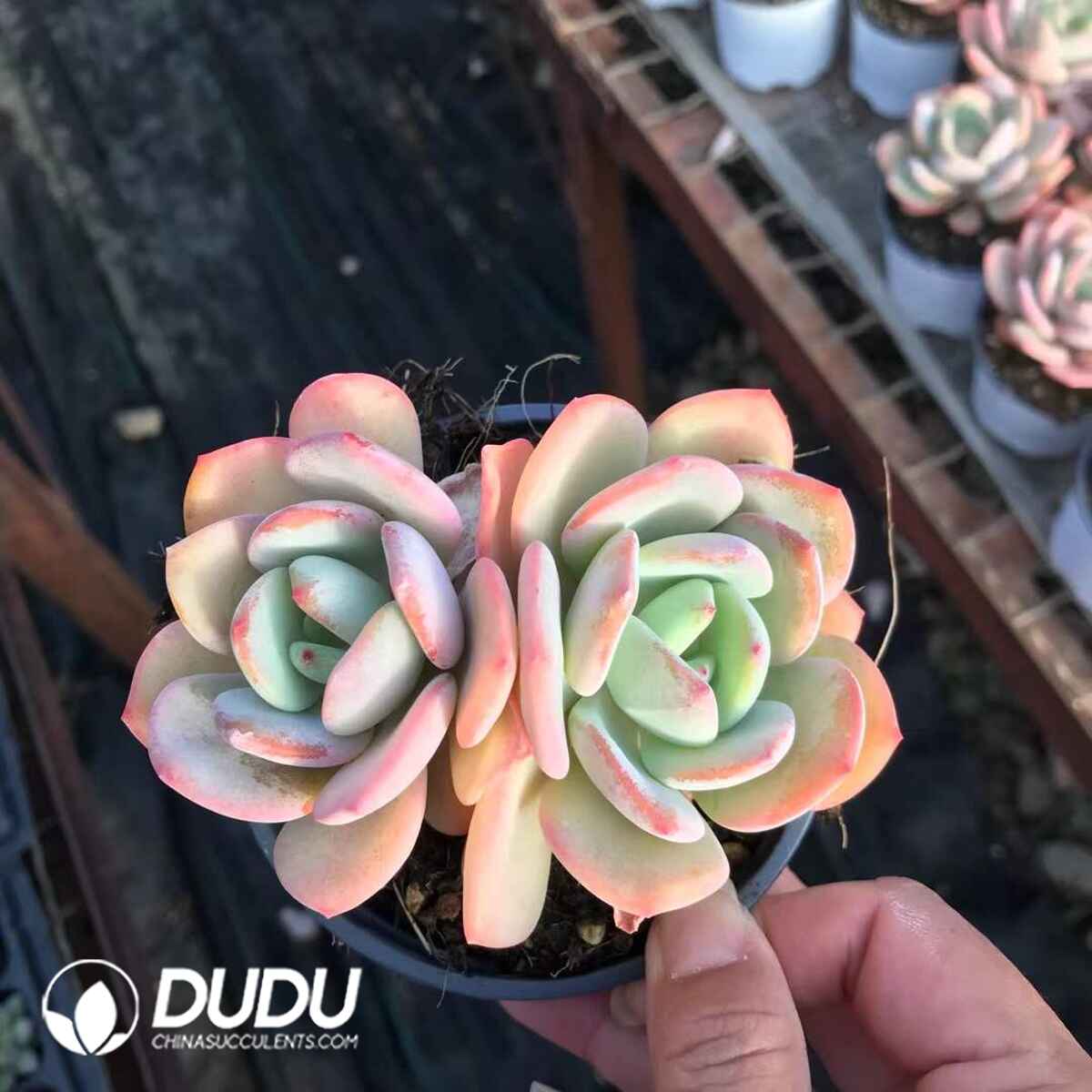 e201-895.jpg Echeveria White Moonlight Double Heads - Image 1