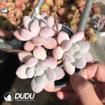 Graptopetalum New Perfume Clustering