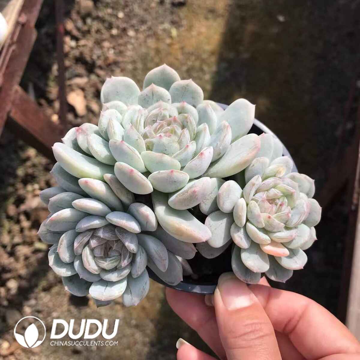 e201-897.jpg Echeveria White Love Clustering - Image 1