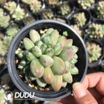 Pachyphytum Green Heart Beauty Clustering
