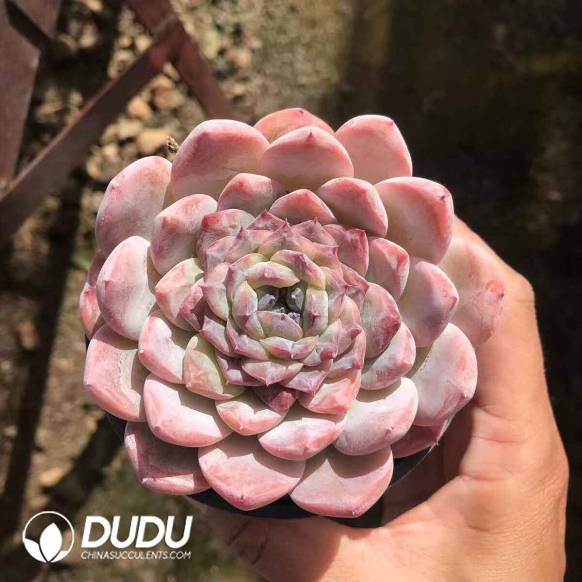 e201-899.jpg Echeveria Ice Soul - Image 1