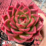 Echeveria Xuan Color