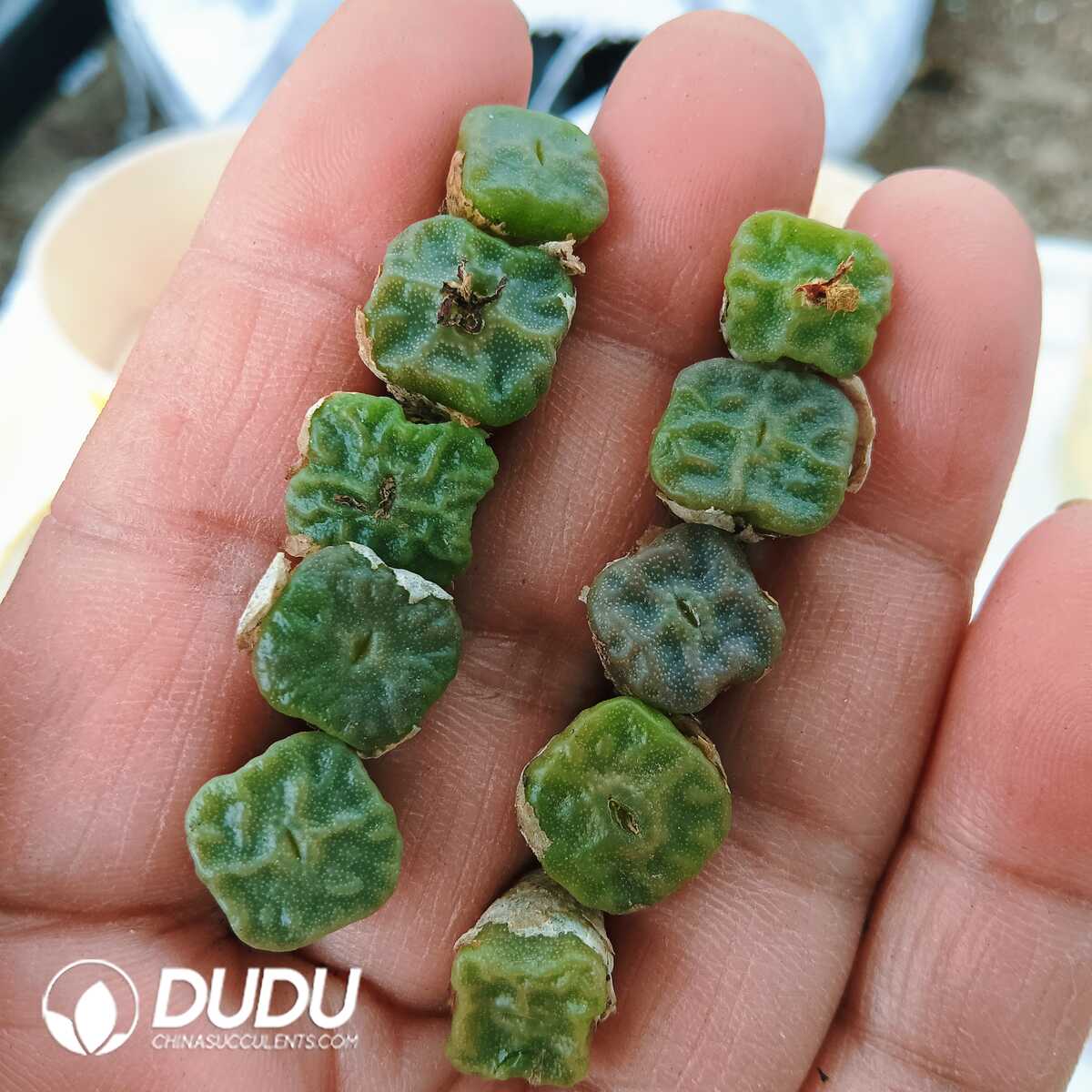 e201-90.jpg Conophytum-Cubicum - Image 1