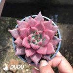 Echeveria Romeo Rubin x Ebony