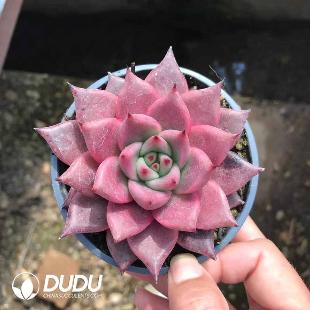 e201-901.jpg Echeveria Romeo Rubin x Ebony - Image 1