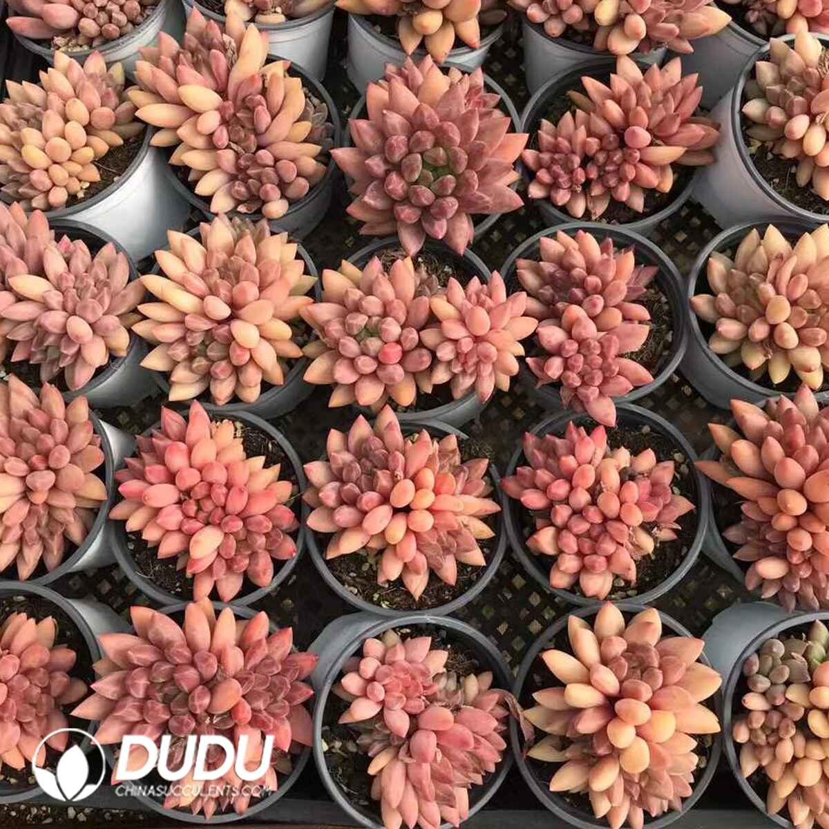 e201-902.jpg Echeveria Crystal Ball Clustering - Image 1