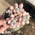 Pachyphytum Jenny Beauty Clustering