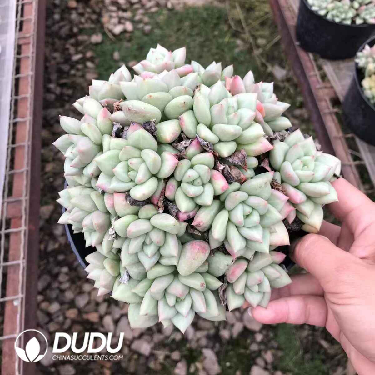 e201-904.jpg Echeveria Ivory - Image 1