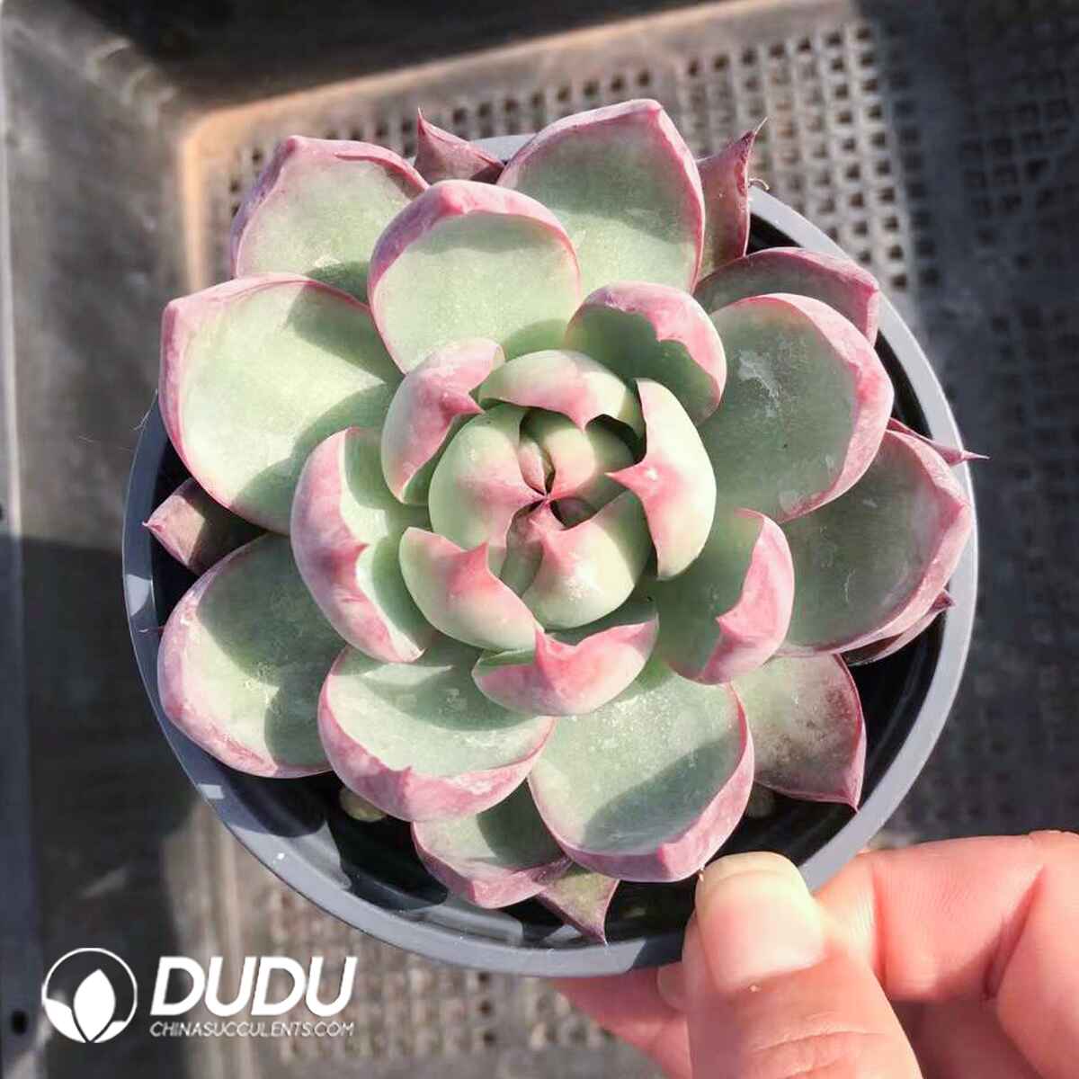 e201-905.jpg Echeveria Agavoides Casio - Image 1