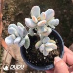 Cotyledon Orbiculata cv Variegated