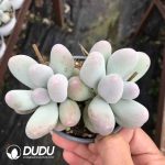 Pachyphytum Miko Milk Double Heads