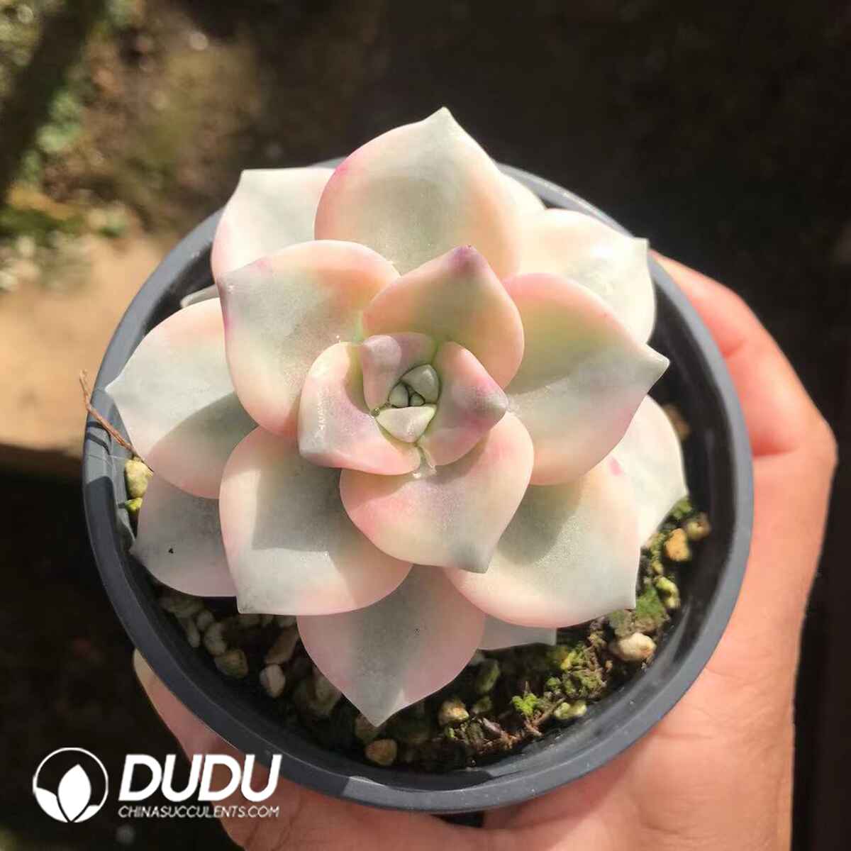 e201-908.jpg Graptopetalum Purple Delight Variegated - Image 1