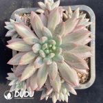 Pachyphytum Crystal Ball Clustering