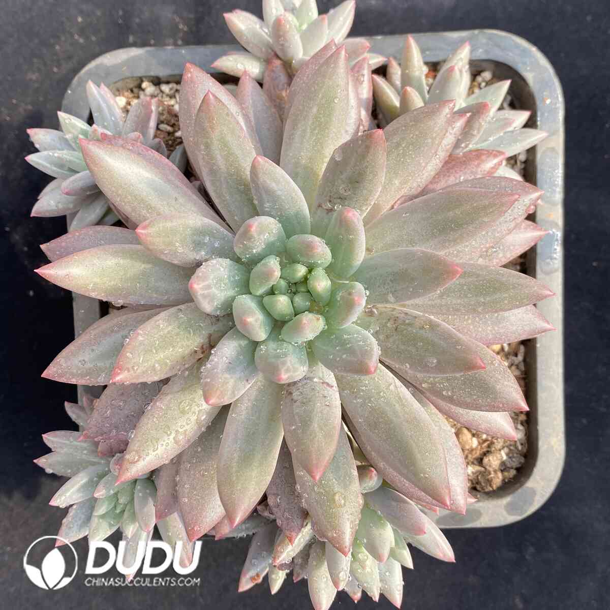 e201-909.jpg Pachyphytum Crystal Ball Clustering - Image 1