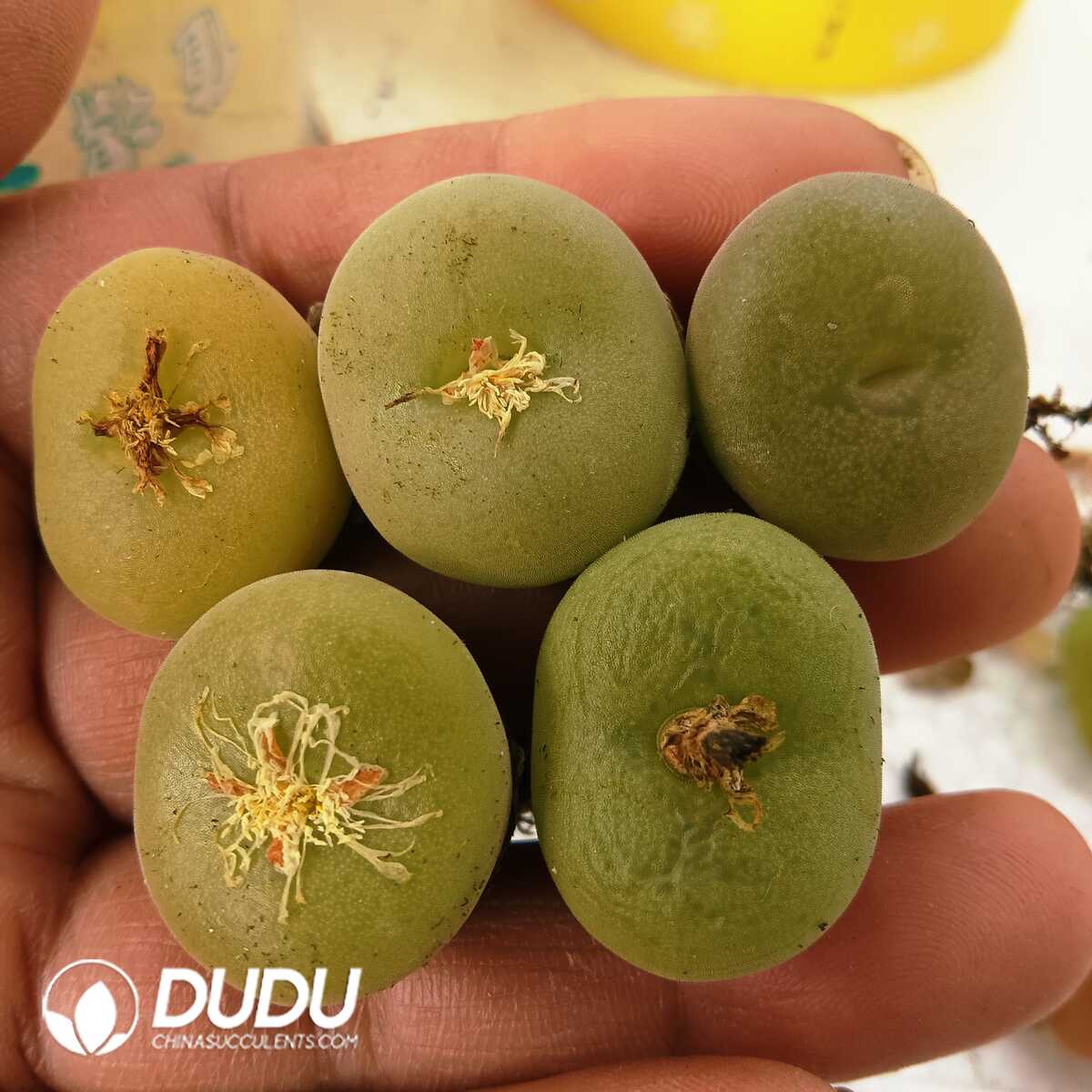 e201-91.jpg Conophytum-Concavum - Image 1