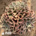 Echeveria Madiba Clustering