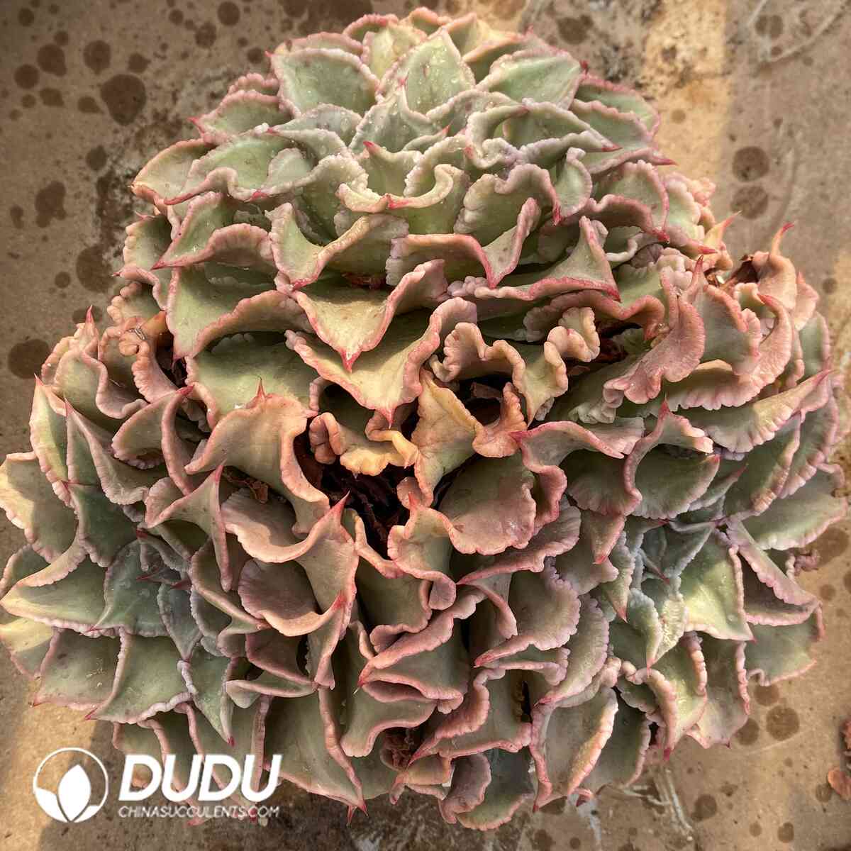 e201-910.jpg Echeveria Madiba Clustering - Image 1